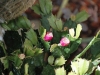 chaosreporter-botanischer-augsburg-(10)