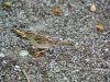 chaosreporter-botanischer-augsburg-(15)
